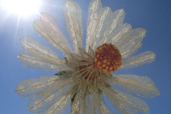 flower_18814699